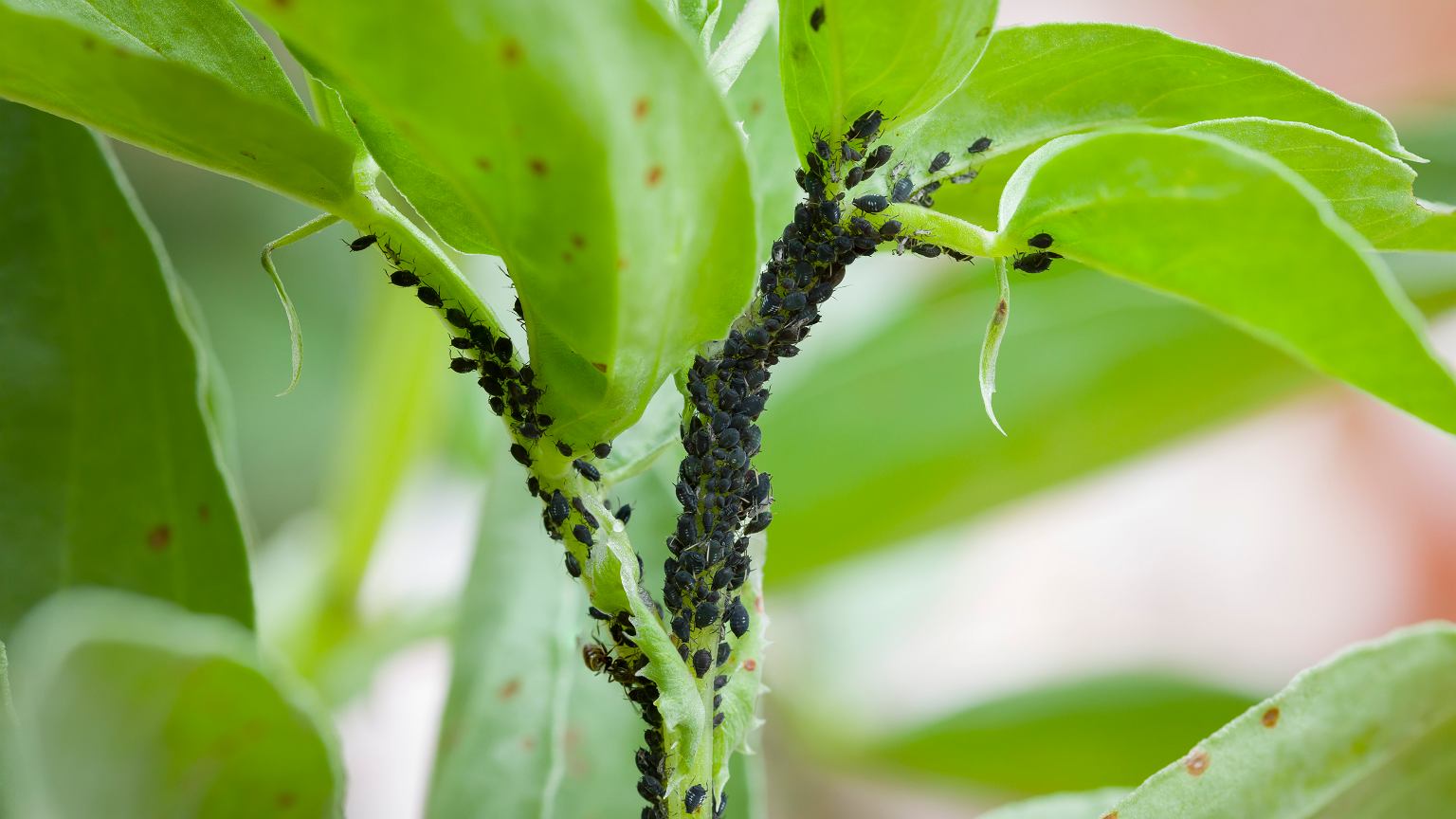 Jak przygotować domowy oprysk na mszyce?